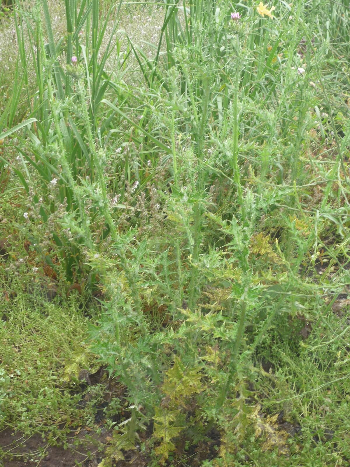 High Resolution Carduus tenuiflorus Plant